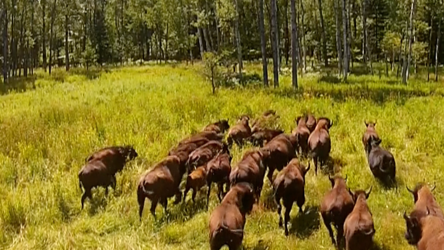 Deer Tracks Hunting Ranch for sale in northern Michigan. Ov er 1400 Acres 