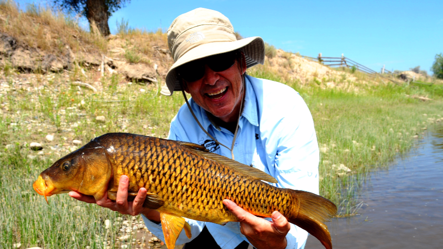Fly Fishing For Carp In Montana