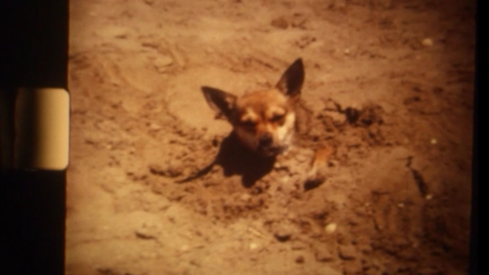 Dog 'enjoying' the beach