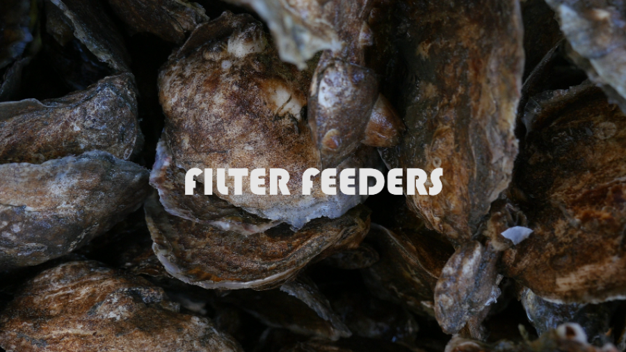FILTER FEEDERS