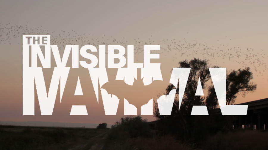 The Invisible Mammal - The Bat Rescuer