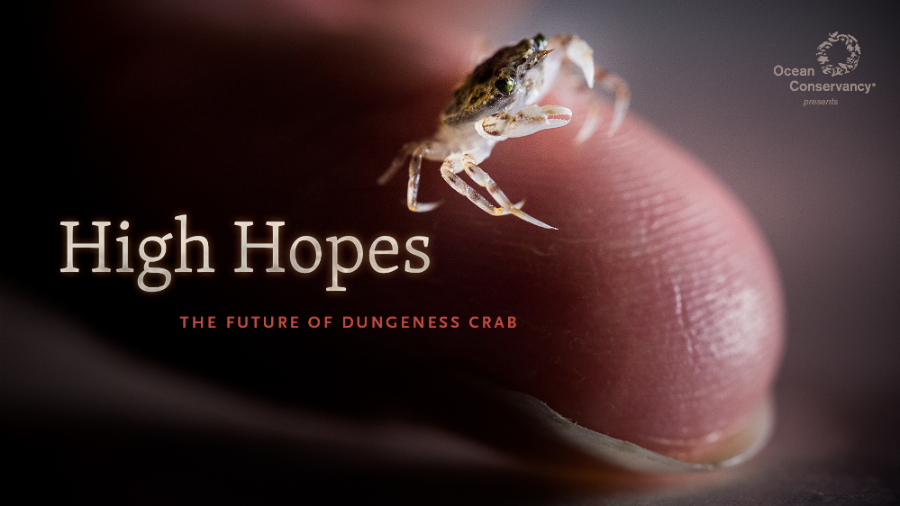 High Hopes - The Future of Dungeness Crab