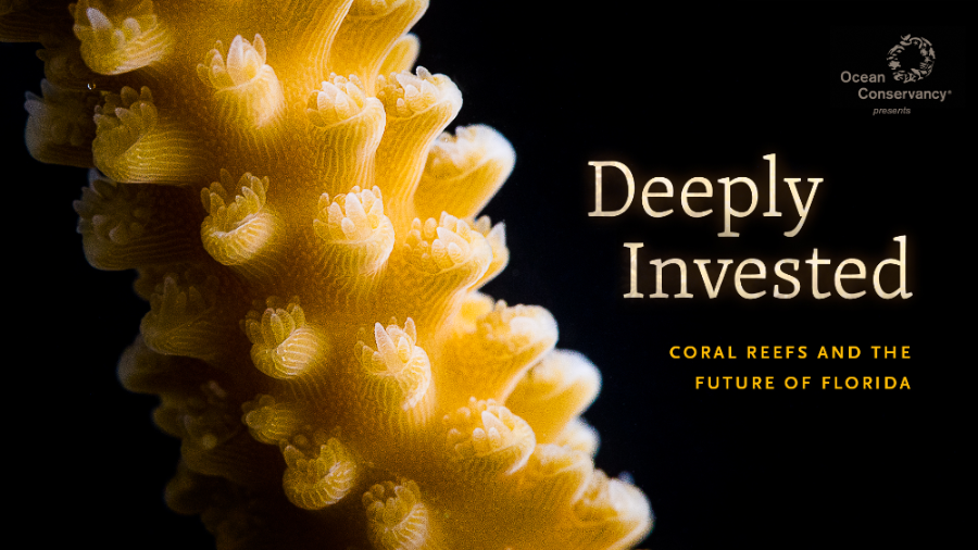 Deeply Invested - Coral Reefs and the Future of Florida