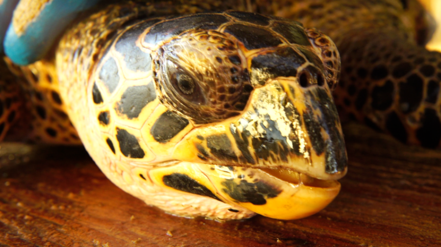 The mystery of the hawksbill