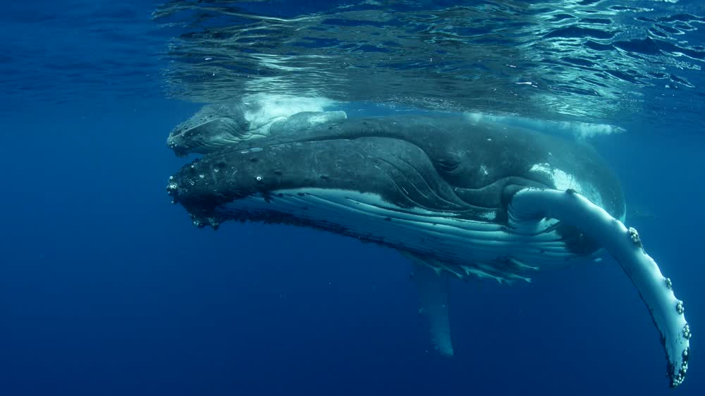 A Whale s Tale Humpback Whales of Tonga