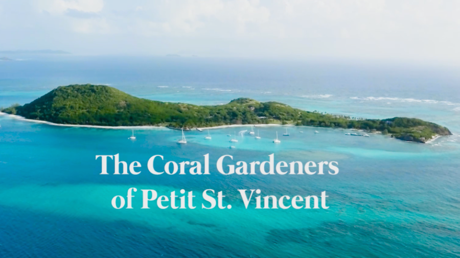 The Coral Gardeners of Petit St. Vincent
