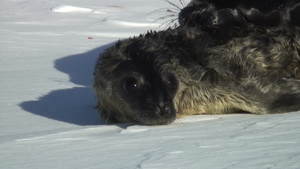 Amazing Weddell Seals