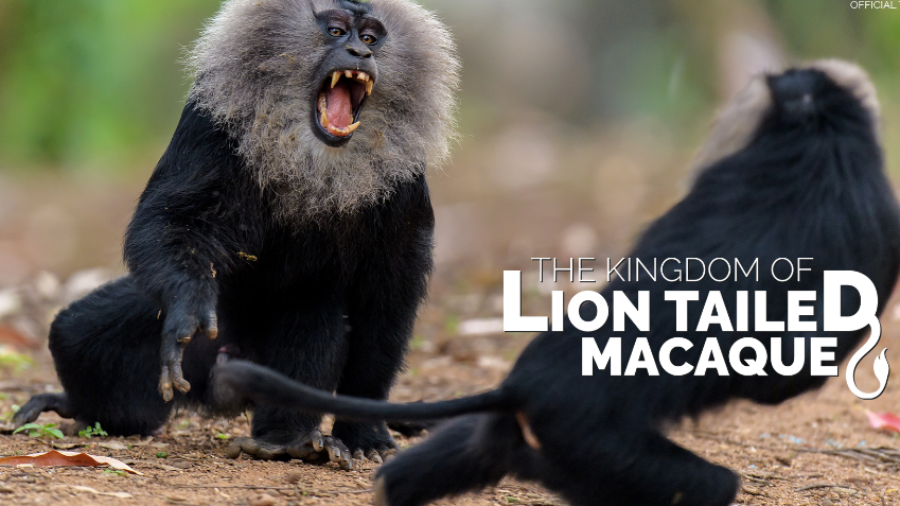 The Kingdom of the Lion Tailed Macaque - A Wildlife Documentary by Poorna Kedar