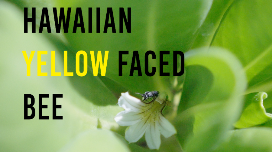 Saving the Hawaiian Yellow Faced Bee