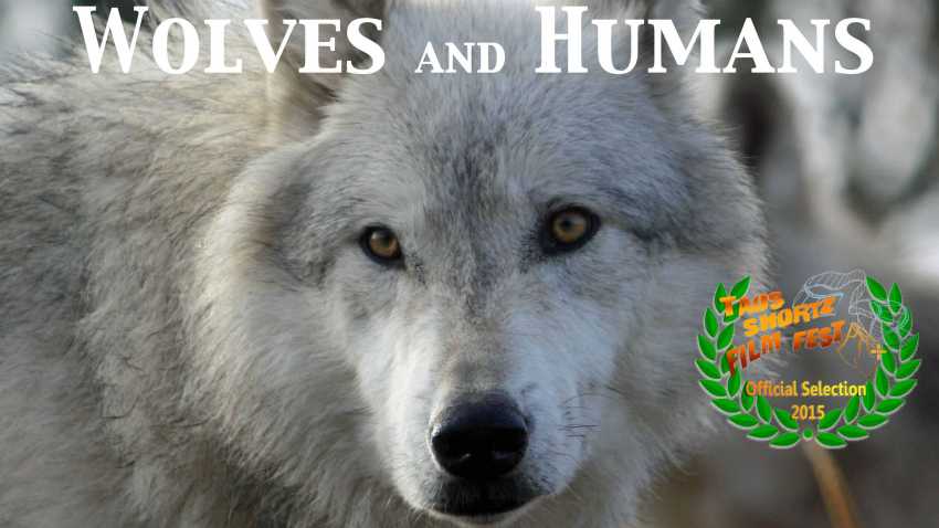Wolves and Humans-A new story of coexistence