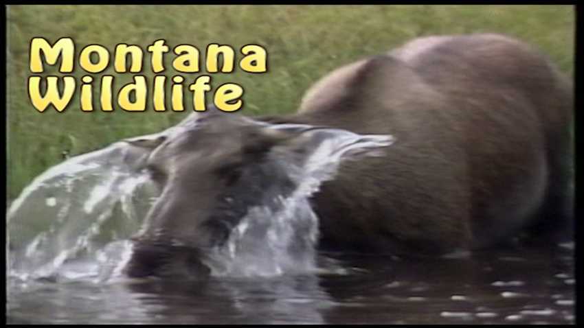 Montana rarely seen Wildlife