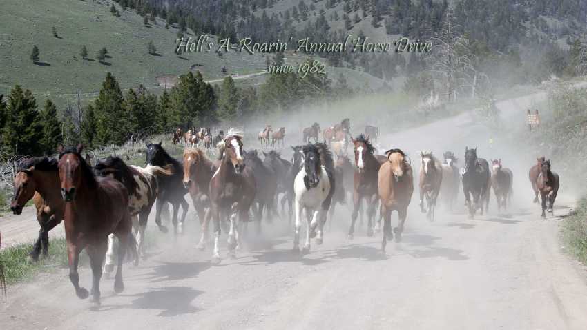 Hell's A-Roarin' Outfitters Annual Horse Drive - Gardiner, Montana