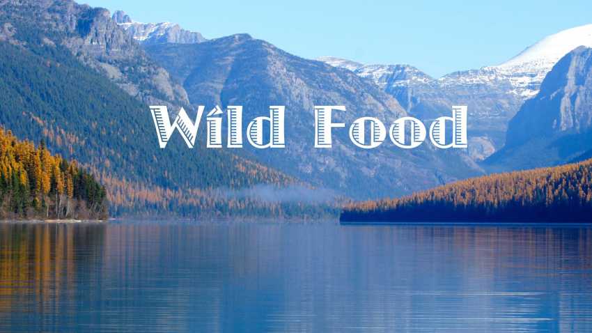 WILD FOOD