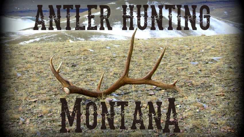 Antler Hunting Montana